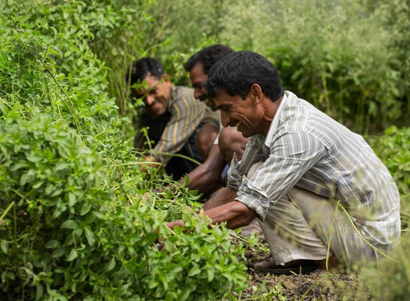 The people behind Wholeleaf products